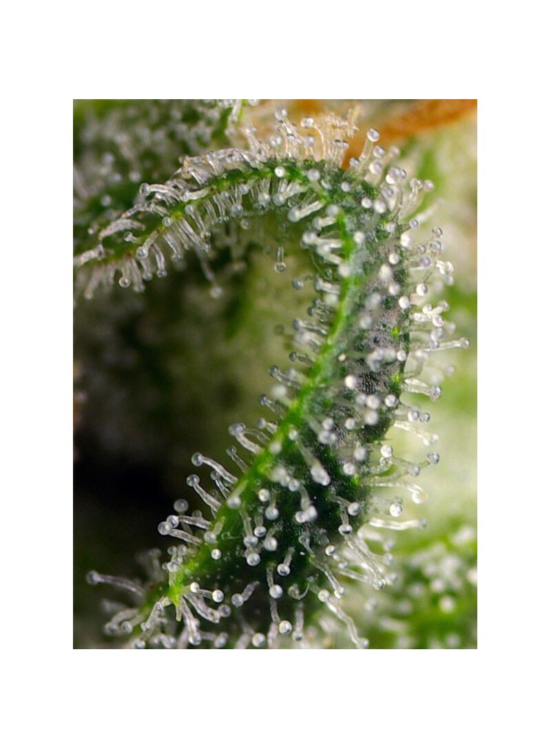 Sweet Pure CBD, Фасовка: 3+1, изображение 3